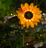 Wasserdichtes LED-Solar-Sonnenblumenlicht für Rasenwege